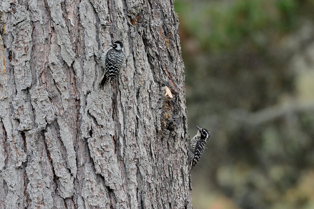 Woodpecker, Nuttall's, 2015-06111716 Montana de Oro State Park, CA.JPG - Nuttall's Woodpecker. Montana de Oro State Park, CA, 5-12-2015